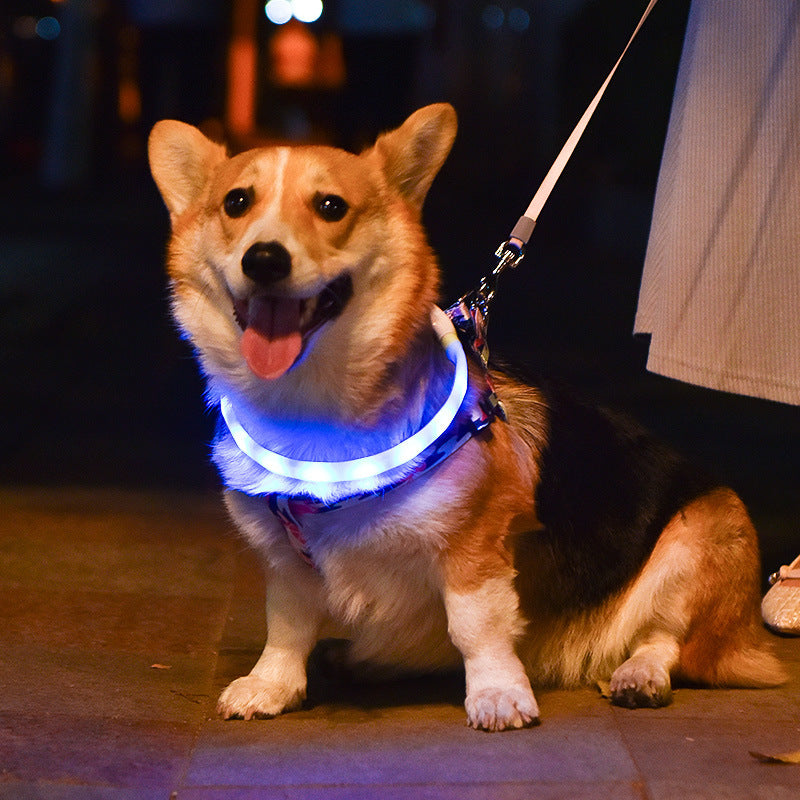 USB-Rechargeable LED Dog Collar – Glow & Stay Safe