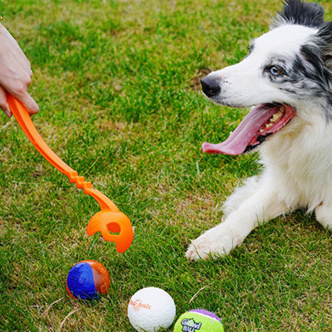 Outdoor Picking Club – Train & Play with Your Dog
